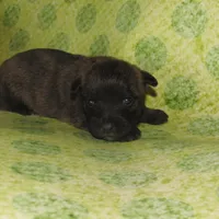 Auggie, a male Cairn Terrier for sale in Madison, SD – Photo 4 of 4