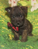 Auggie, a male Cairn Terrier for sale in Madison, SD – 2 of 10