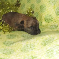 Auggie, a male Cairn Terrier for sale in Madison, SD – Photo 2 of 4