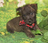 Auggie, a male Cairn Terrier for sale in Madison, SD – 3 of 10