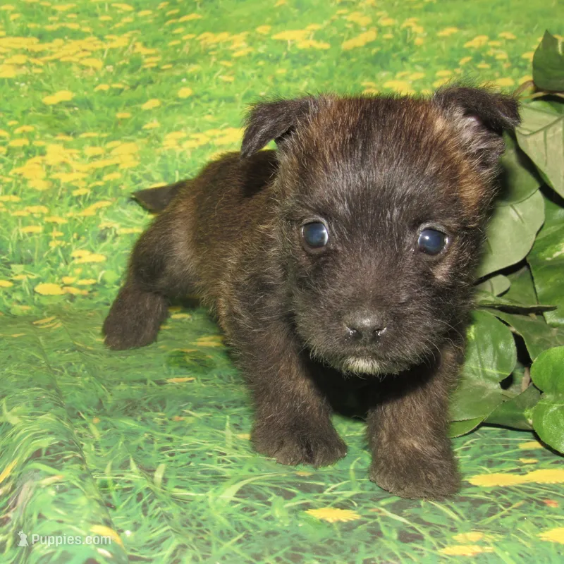 Auggie – Cairn Terrier puppy for sale in Madison, SD