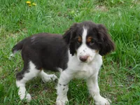 Walter, a male English Springer Spaniel for sale in Madison, SD – 3 of 10