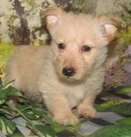 Beverly, a female Scottish Terrier for sale in Madison, SD – 6 of 7