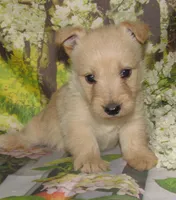 Betsy, a female Scottish Terrier for sale in Madison, SD – 6 of 8