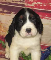 Wanda, a female English Springer Spaniel for sale in Madison, SD – 5 of 6