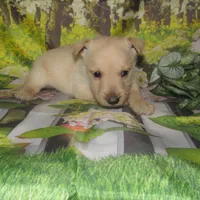 Bucky, a male Scottish Terrier for sale in Madison, SD – 3 of 4