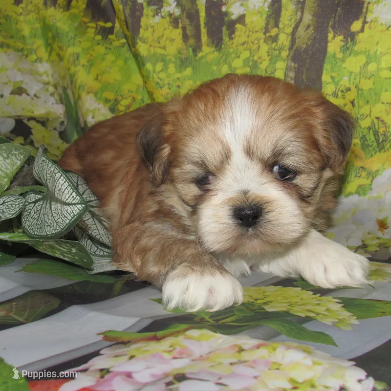 Freddy – Lhasa Apso puppy for sale in Madison, SD