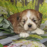 Freddy, a male Lhasa Apso for sale in Madison, SD – 2 of 3