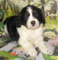 Shirley, a female English Springer Spaniel for sale in Madison, SD – 4 of 7