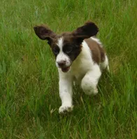 Sandy, a female English Springer Spaniel for sale in Madison, SD – 6 of 10