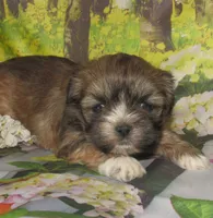 Fancy, a female Lhasa Apso for sale in Madison, SD – 2 of 4