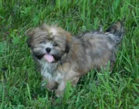 Fancy, a female Lhasa Apso for sale in Madison, SD – 2 of 9