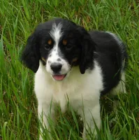 Shirley, a female English Springer Spaniel for sale in Madison, SD – 2 of 10