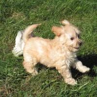 Paige, a female Cavachon for sale in Madison, SD – 6 of 6