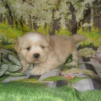 Buzz, a male Lhasa Apso for sale in Madison, SD – 4 of 5