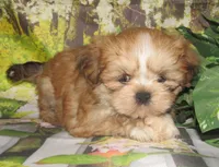 Freddy, a male Lhasa Apso for sale in Madison, SD – 3 of 6
