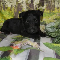 Bennett, a male Scottish Terrier for sale in Madison, SD – 2 of 3
