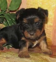 Homer, a male Silky Terrier for sale in Madison, SD – 3 of 6