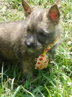 Adam, a male Cairn Terrier for sale in Madison, SD – 3 of 4