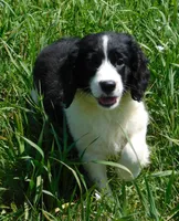 Mora , a female English Springer Spaniel for sale in Madison, SD – 2 of 5