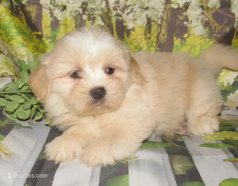 Buzz – Lhasa Apso puppy for sale in Madison, SD