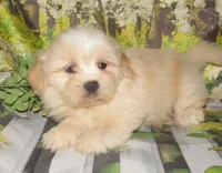 Buzz, a male Lhasa Apso for sale in Madison, SD – 1 of 6
