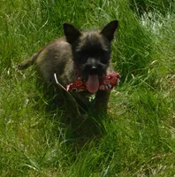 Auggie, a male Cairn Terrier for sale in Madison, SD – 3 of 10