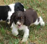Sammy, a male English Springer Spaniel for sale in Madison, SD – 7 of 8