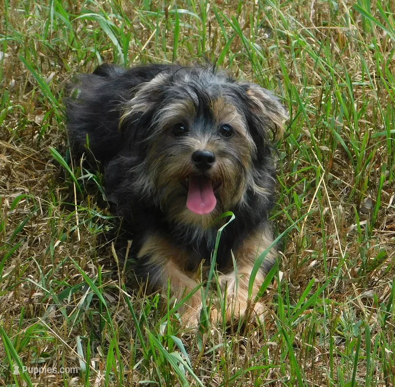 Benny – Lhasa Apso, Silky Terrier puppy for sale in Madison, SD
