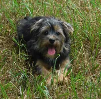Benny, a male Lhasa Apso and Silky Terrier for sale in Madison, SD – 1 of 10