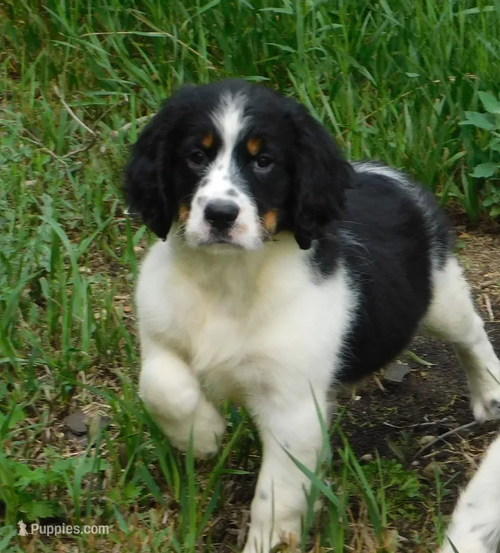 Shirley – English Springer Spaniel puppy for sale in Madison, SD