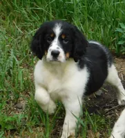 Shirley, a female English Springer Spaniel for sale in Madison, SD – 1 of 10