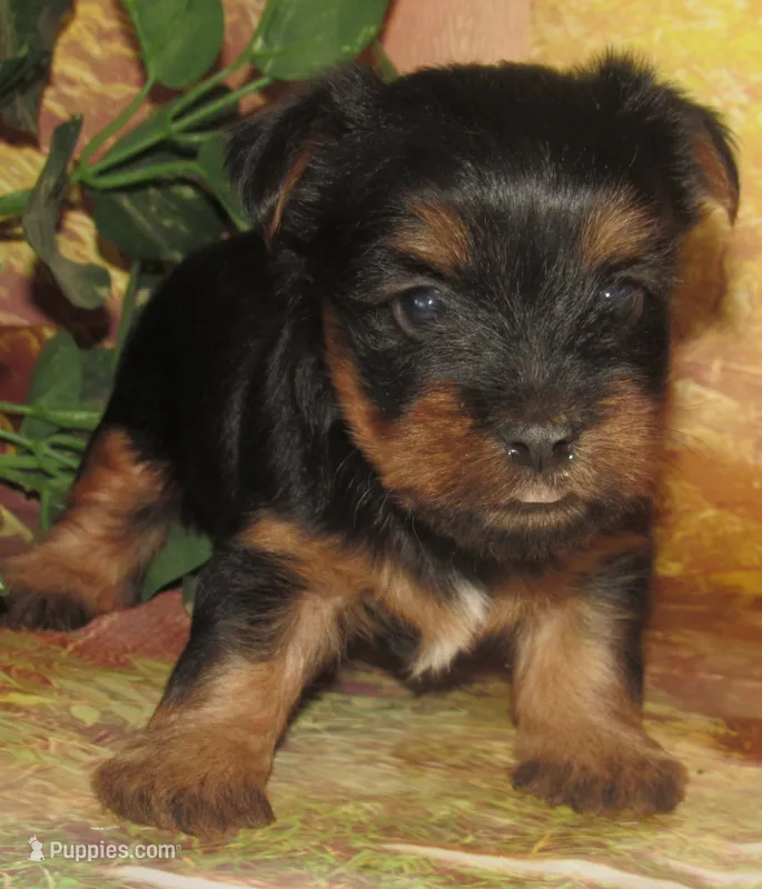 Homer – Silky Terrier puppy for sale in Madison, SD
