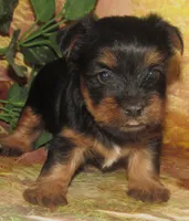 Homer, a male Silky Terrier for sale in Madison, SD – 1 of 6