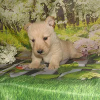 Bonnie, a female Scottish Terrier for sale in Madison, SD – 3 of 4