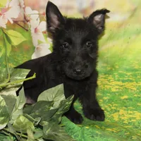 Alfie, a male Scottish Terrier for sale in Madison, SD – Photo 6 of 6