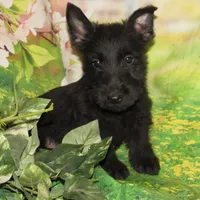 Alfie, a male Scottish Terrier for sale in Madison, SD – Photo 5 of 6
