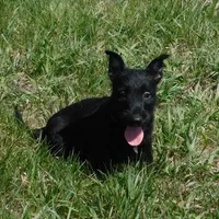 Alfie, a male Scottish Terrier for sale in Madison, SD – Photo 4 of 6