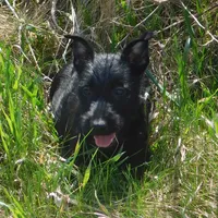 Alfie, a male Scottish Terrier for sale in Madison, SD – Photo 2 of 6