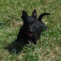 Alfie, a male Scottish Terrier for sale in Madison, SD – Photo 3 of 6