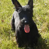 Alfie, a male Scottish Terrier for sale in Madison, SD – Photo 1 of 6