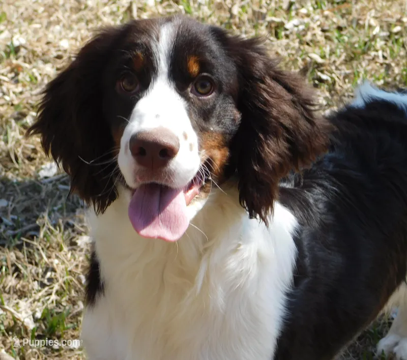 Sir – English Springer Spaniel puppy for sale in Madison, SD