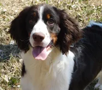 Sir, a male English Springer Spaniel for sale in Madison, SD – 1 of 9
