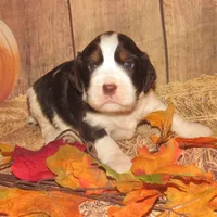 Sir, a male English Springer Spaniel for sale in Madison, SD – Photo 7 of 9
