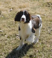 Sir, a male English Springer Spaniel for sale in Madison, SD – 3 of 9