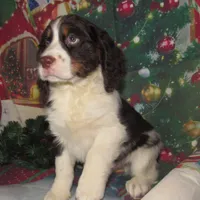Sir, a male English Springer Spaniel for sale in Madison, SD – Photo 4 of 9
