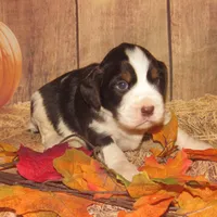 processed/7f721c81-e09d-43fc-a7bb-220ba64ba5e6/listing/ebdda934-17b3-4b40-aa7d-30c471361bfe/498c1991-3df9-455c-a291-caeb50bf222d