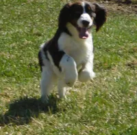 Sir, a male English Springer Spaniel for sale in Madison, SD – 6 of 9