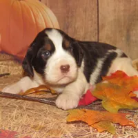 Sir, a male English Springer Spaniel for sale in Madison, SD – Photo 8 of 9
