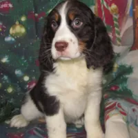Sir, a male English Springer Spaniel for sale in Madison, SD – Photo 3 of 9
